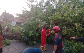 Pohon Mahoni Tumbang Tutup Jalan Nasional di Palabuhanratu, Arus Lalu Lintas Sempat Tersendat