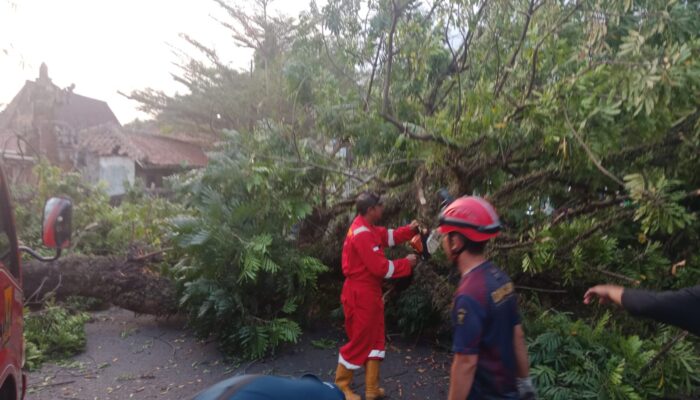 Pohon Mahoni Tumbang Tutup Jalan Nasional di Palabuhanratu, Arus Lalu Lintas Sempat Tersendat
