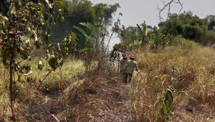 Lahan Alang-alang Terbakar di Cicantayan Sukabumi, Damkar Cegah Api Merambat