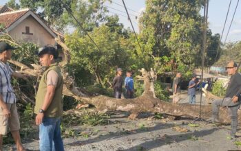 Tumbangkan Pohon di Cikangkung Ciracap, Kabel WiFi Putus