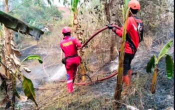 Lahan di Cikundul Kota Sukabumi Terbakar, Petugas Damkar dan BPBD Sigap Padamkan Api