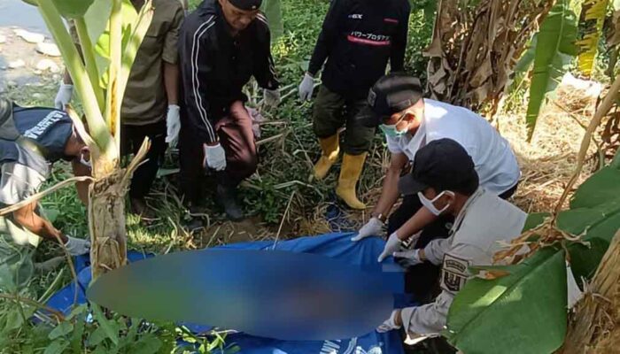 Perempuan Tanpa Identitas Ditemukan Tewas di Bawah Pohon Pisang di Cisolok Sukabumi