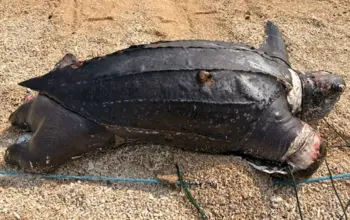 Geger! Penyu Belimbing Raksasa Ditemukan Mati di Pantai Cibuaya Sukabumi, Usianya Diperkirakan 30 Tahun