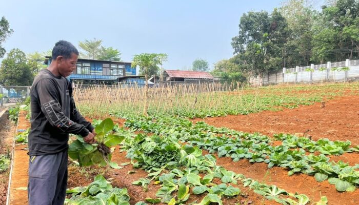 Produktif di Balik Jeruji, WBP Lapas Warungkiara Berhasil Panen 250 Kg Sawi