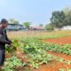 Produktif di Balik Jeruji, WBP Lapas Warungkiara Berhasil Panen 250 Kg Sawi