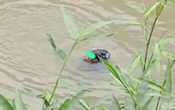 Pria Diduga Curi HP di Masjid Hilang Usai Lompat ke Sungai Cicatih Parungkuda