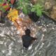 Pria Diduga Maling Tenggelam di Sungai Cicatih Parungkuda Ditemukan Meninggal Dunia