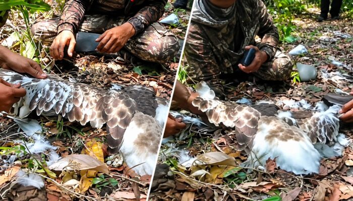 Rekaman Elang Dicabuti Bulunya Viral di Sukabumi, Aksi Sejumlah Pria Picu Kecaman
