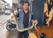 Ular Piton 2 Meter Muncul dari Gorong-gorong Saat Hujan di Cibadak Sukabumi