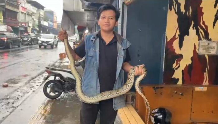 Ular Piton 2 Meter Muncul dari Gorong-gorong Saat Hujan di Cibadak Sukabumi