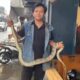 Ular Piton 2 Meter Muncul dari Gorong-gorong Saat Hujan di Cibadak Sukabumi